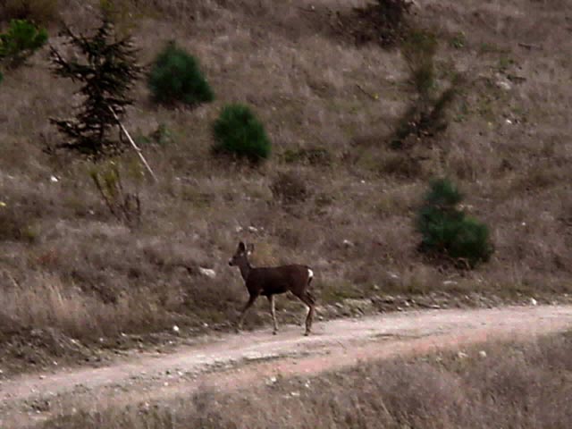 There's deer in them thar hills.